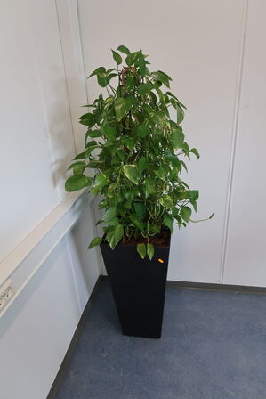 2 stk. planter i krukke