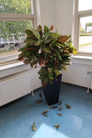 2 stk. planter i krukke