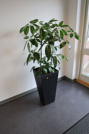 Plante i krukke