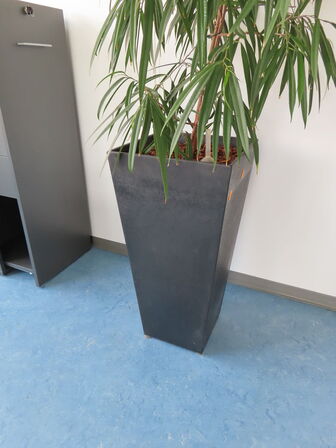 Plante i krukke