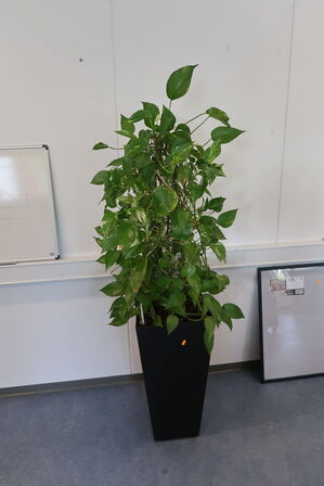 2 stk. planter i krukke