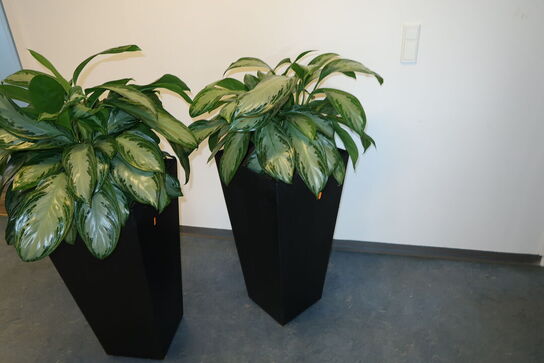 2 stk. planter i krukke