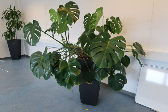 2 stk. planter i krukke