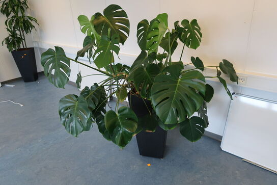 2 stk. planter i krukke