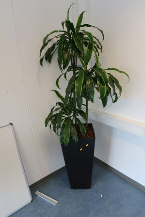 2 stk. planter i krukke