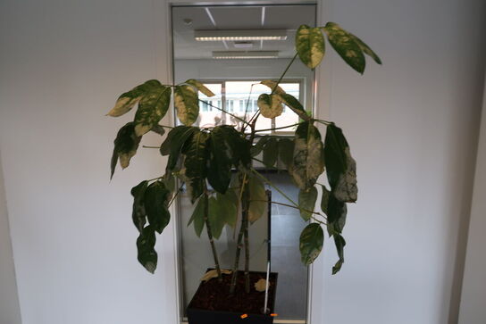 Plante i krukke