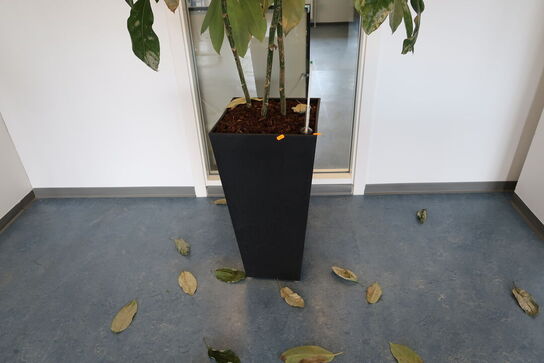 Plante i krukke