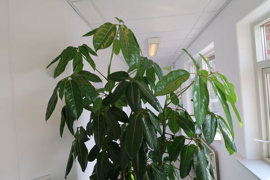 Plante i krukke