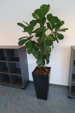 Plante i krukke