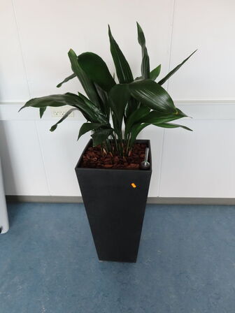 Plante i krukke