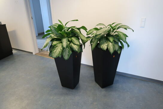 2 stk. planter i krukke