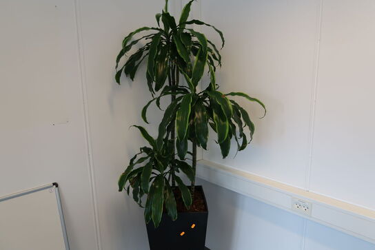 2 stk. planter i krukke