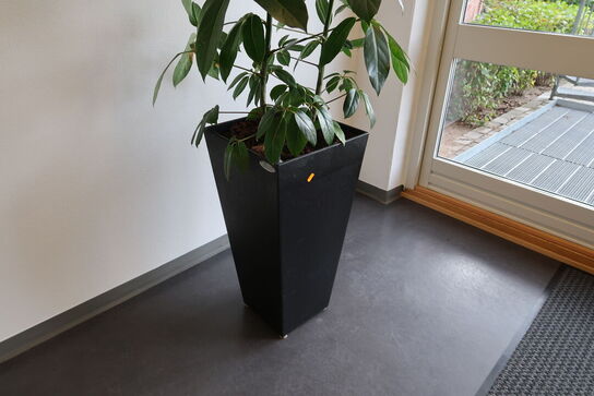 Plante i krukke
