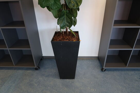 Plante i krukke