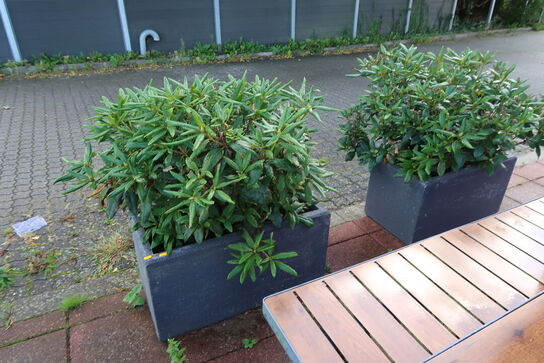 2 stk. krukker med planter