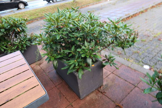 2 stk. krukker med planter