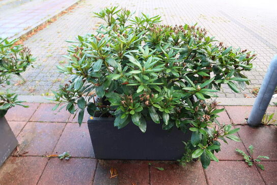 2 stk. krukker med planter