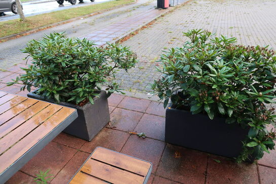 2 stk. krukker med planter