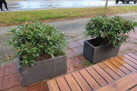 2 stk. krukker med planter