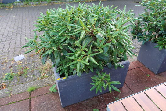 2 stk. krukker med planter