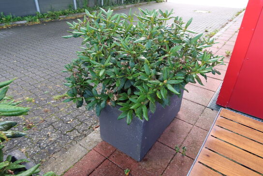 2 stk. krukker med planter