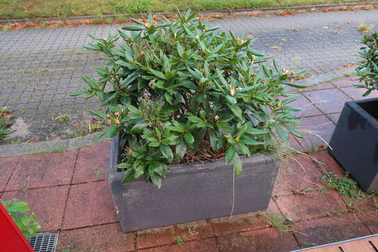 2 stk. krukker med planter