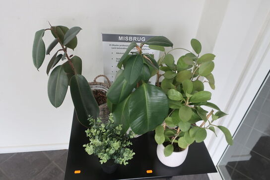 Bord med div. Planter