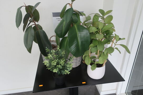 Bord med div. Planter