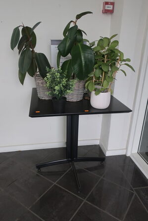 Bord med div. Planter