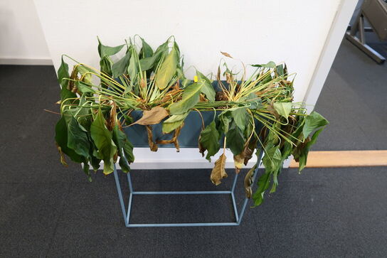 Planteopsats med plante