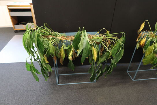 2 stk. planteopsatser med planter