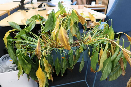 Planteopsats med plante samt vase KÄHLER