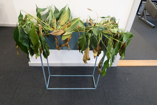 Planteopsats med plante