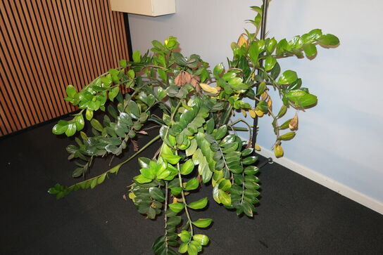 Plante i krukke samt tøjstativ