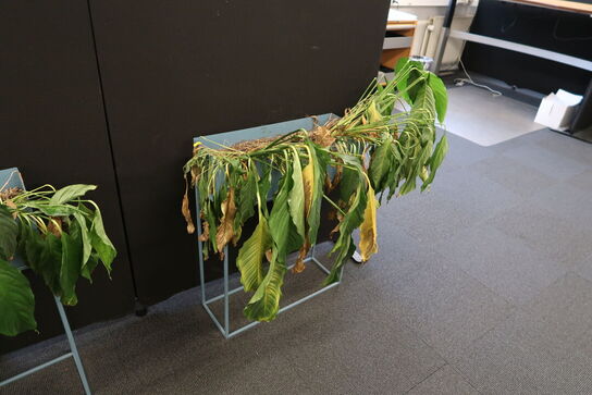 2 stk. planteopsatser med planter