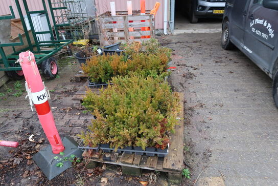 Div. Træ, planter, trillebør, grenreol på hjul m.m.