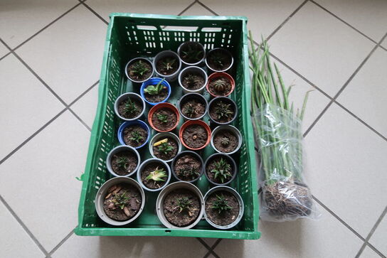 Diverse planter