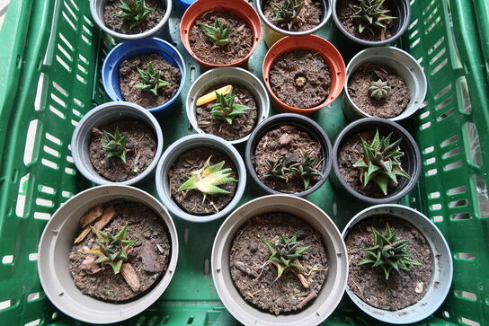 Diverse planter