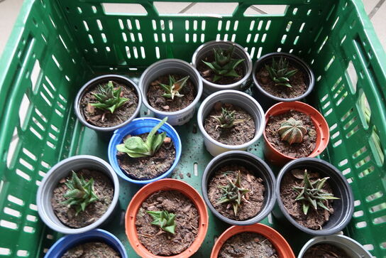 Diverse planter
