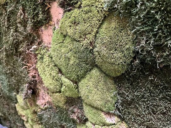 Skillevæg m. Natur udsmykning 