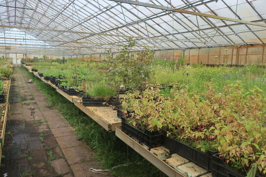 22 stk. Vandingsborde til højre i drivhuset