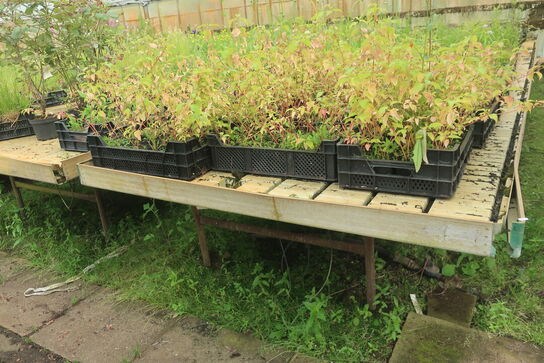 22 stk. Vandingsborde til højre i drivhuset