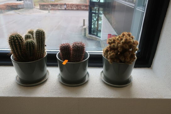 3 stk. kaktusser
