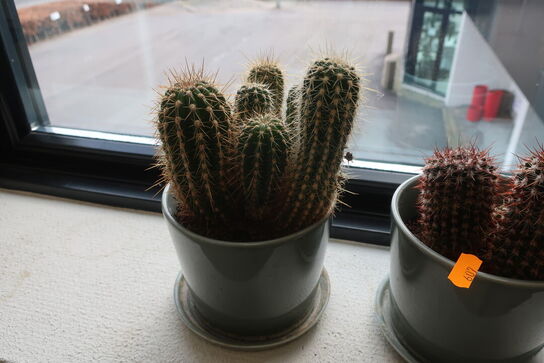 3 stk. kaktusser