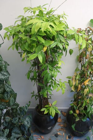 Plante med krukke og krukkevogne 