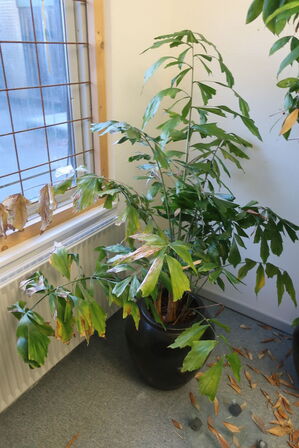 Plante med krukke og krukkevogne 