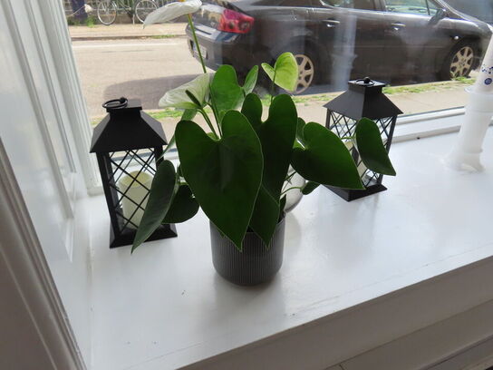 Div. udstillings genstande og glashylder