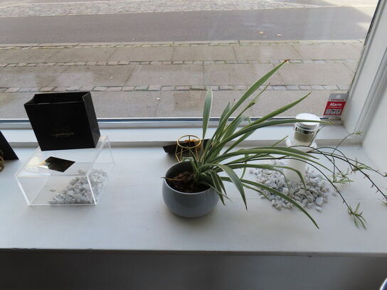 Div. udstillings genstande og glashylder