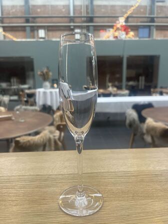 100 stk. Champagneglas - Zenz Penelope - 17 cl