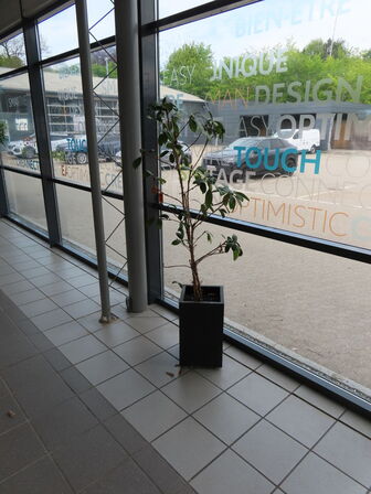 6 stk. Stueplanter
